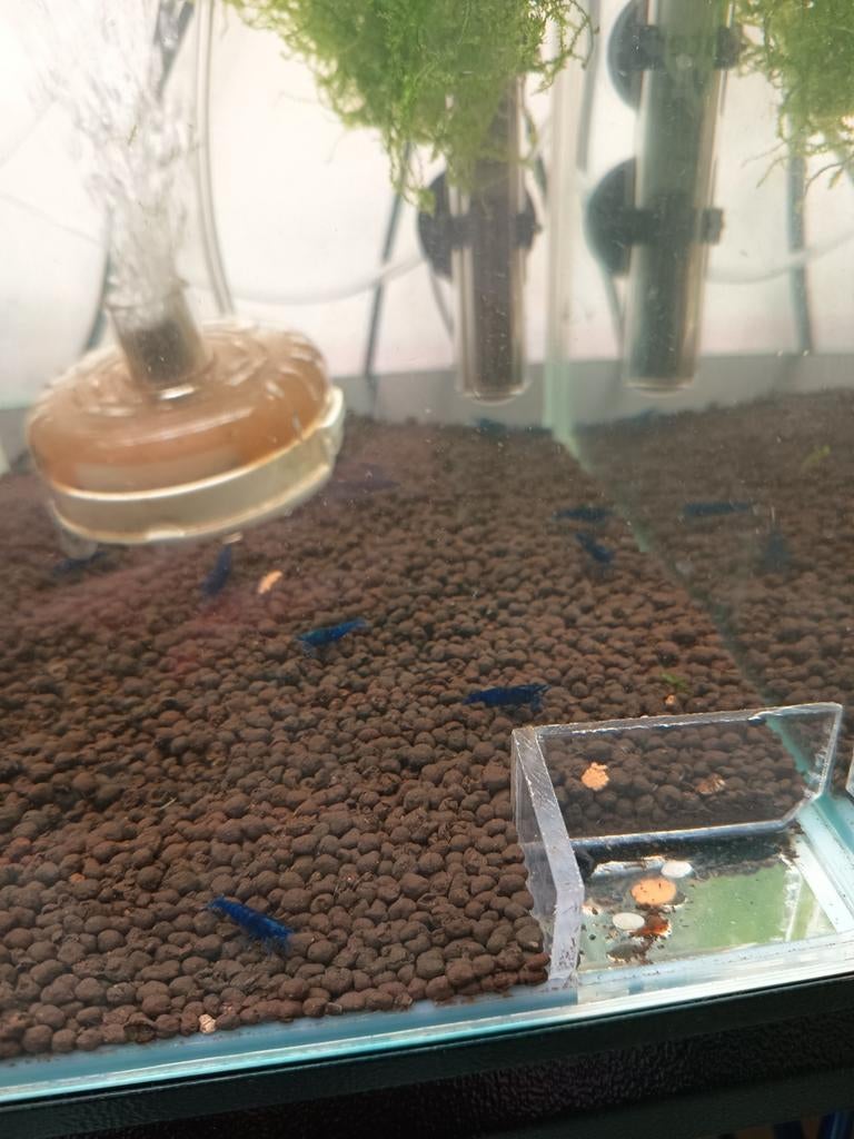 Blauwe Garnalen, Kreeft, Krab of Garnaal, Zoetwatervis