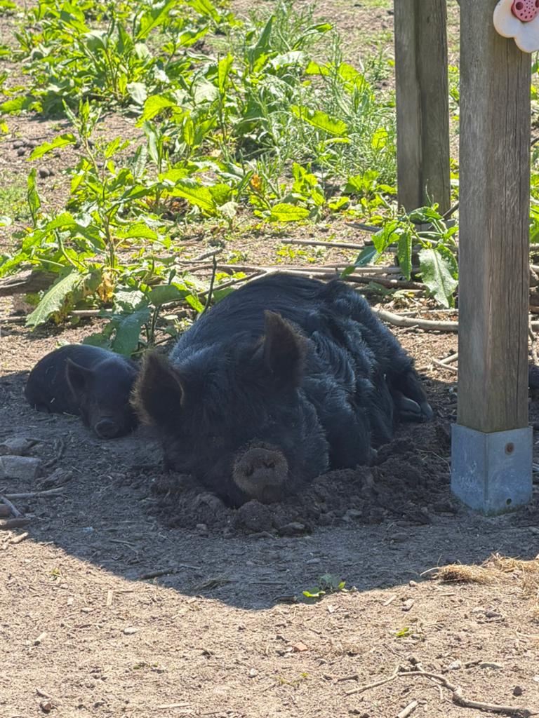 Bert de Kune kune borg (3 jaar oud), Mannelijk, Varken