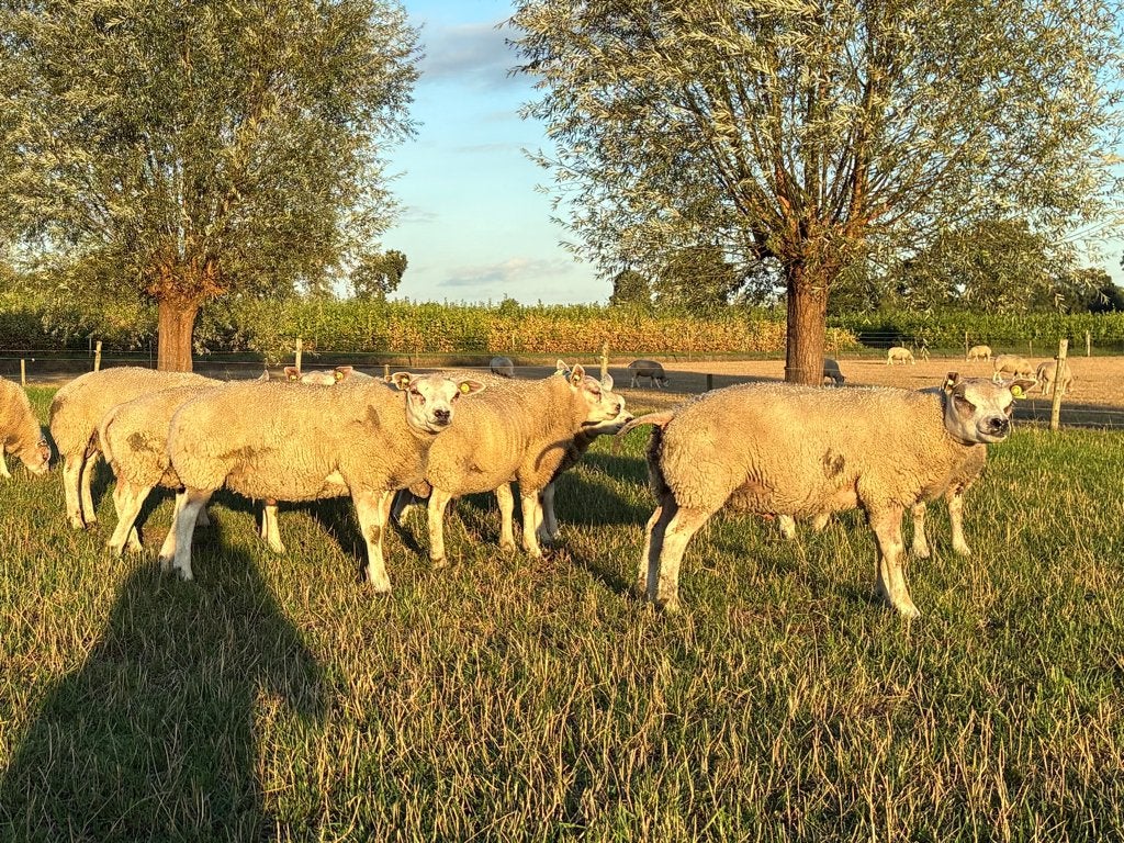 texelaar Ramlammeren te koop, Mannelijk, Schaap, 0 tot 2 jaar