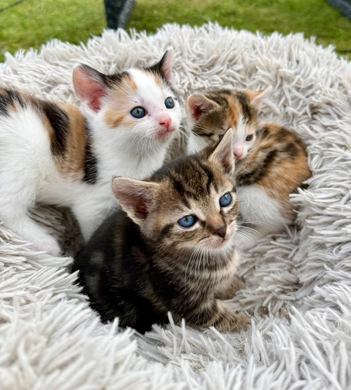 Kittens, Dieren en Toebehoren, Meerdere dieren