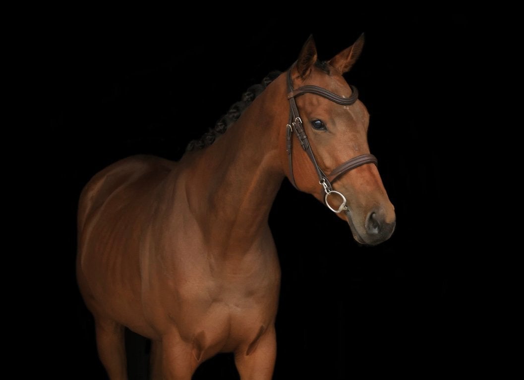 Brave E- pony te koop, Merrie