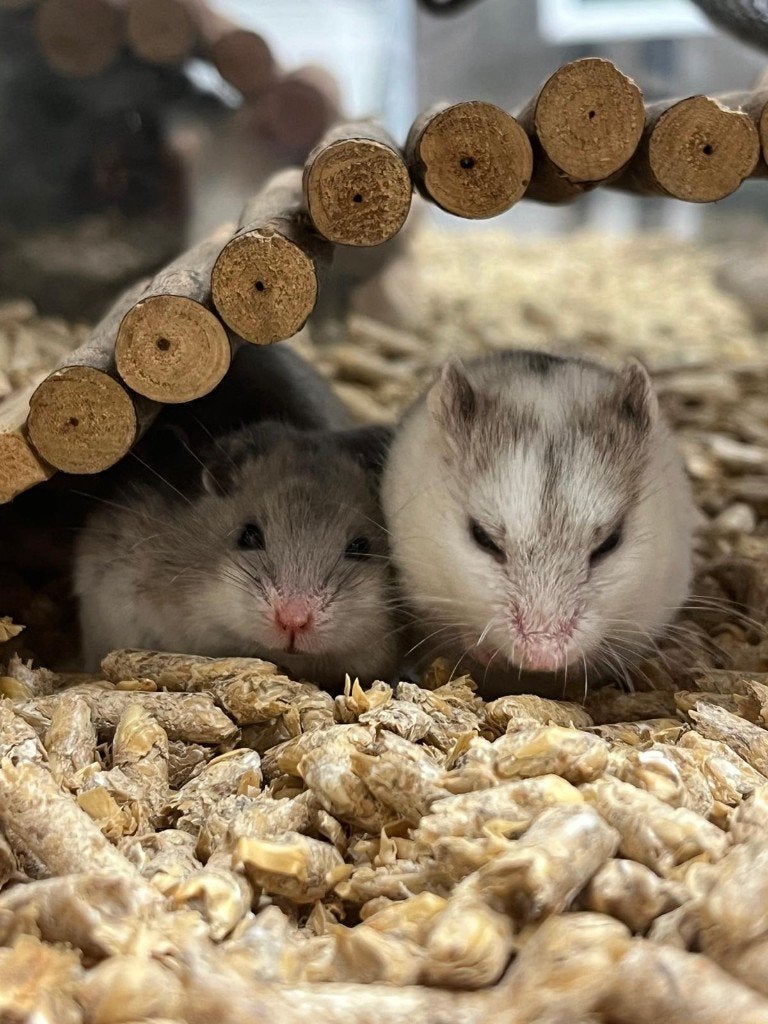 Chinese dwerghamster | Jonge hamsters | Goed tam te maken, Dieren en Toebehoren, Knaagdieren, Hamster, April, Vrouwelijk, Tam