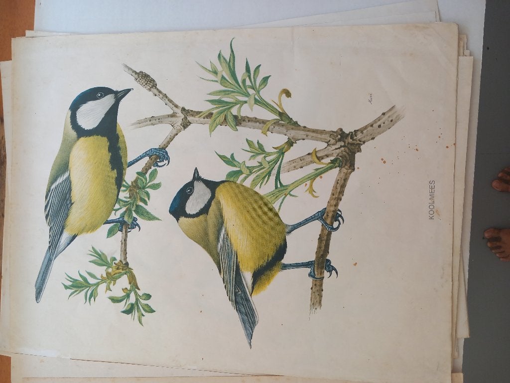 Schoolplaten, Ophalen, Natuur en Biologie