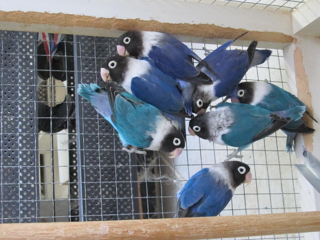 Agapornis Personata poppen, Dieren en Toebehoren, Vogels | Parkieten en Papegaaien, Vrouwelijk, Dwergpapegaai of Agapornis, Geringd