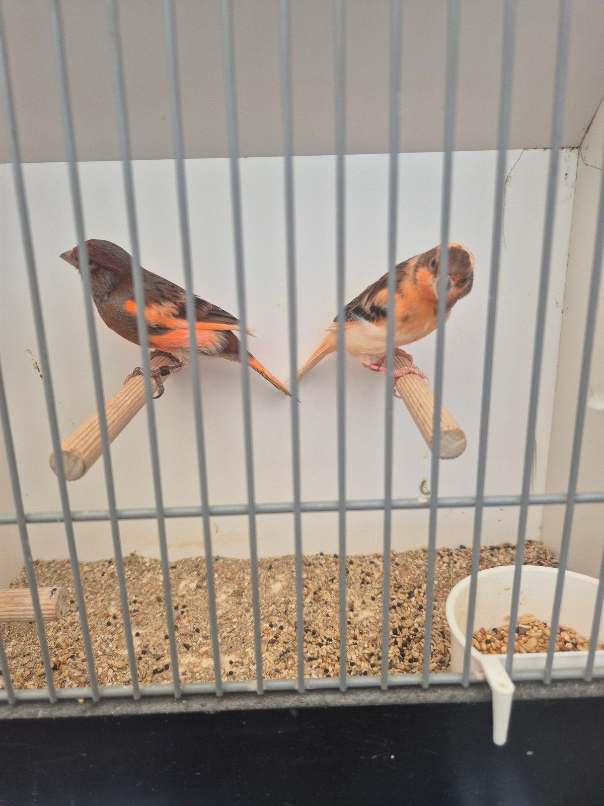 harlekijn kanaries, Meerdere dieren, Kleurkanarie