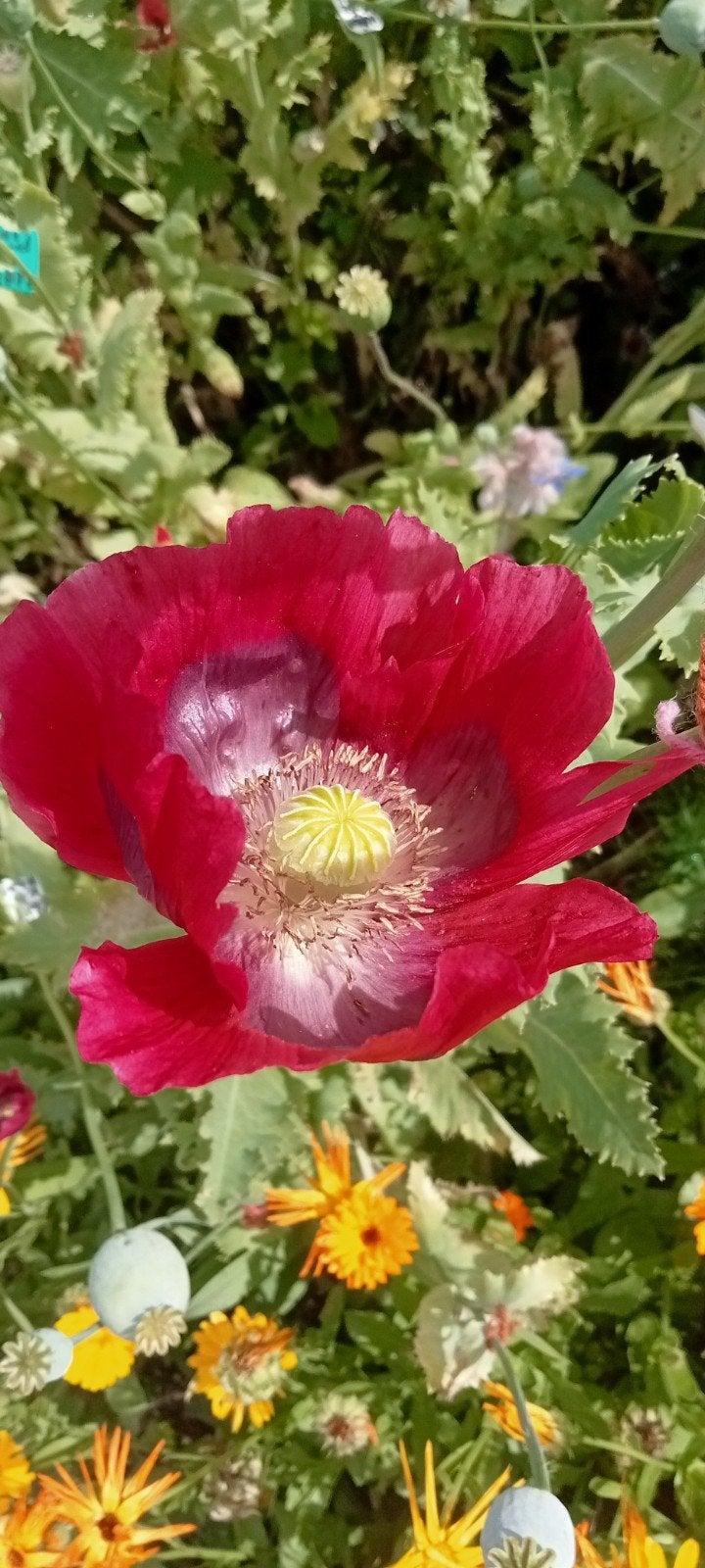 papaver somniferum 'Bordeaux' - Slaapbol zaden, Ophalen of Verzenden, Voorjaar, Volle zon, Zaad