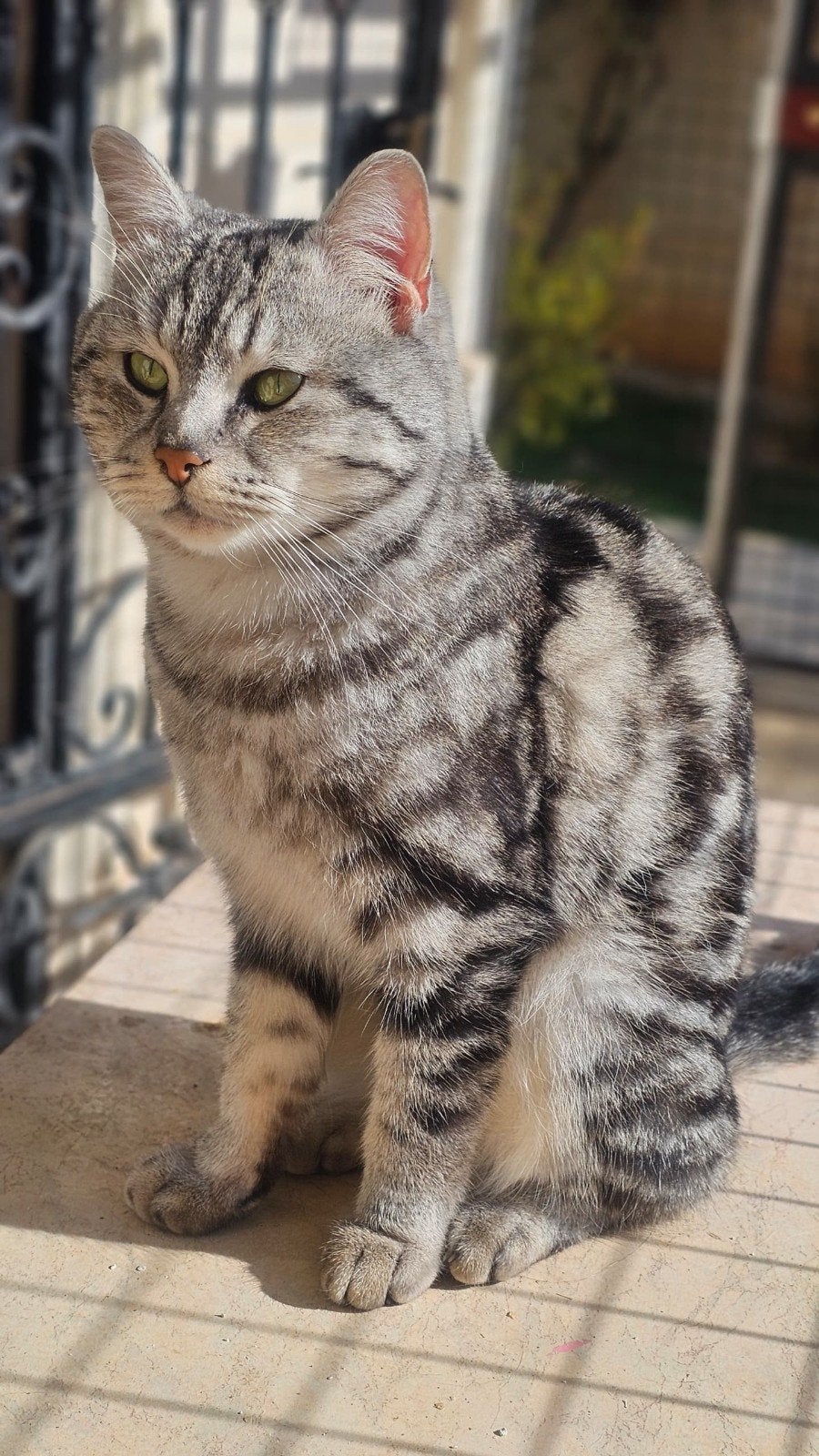 kali wil graag een eigen familie, Dieren en Toebehoren, Katten en Kittens | Overige Katten, Kater, Kortharig, 3 tot 5 jaar