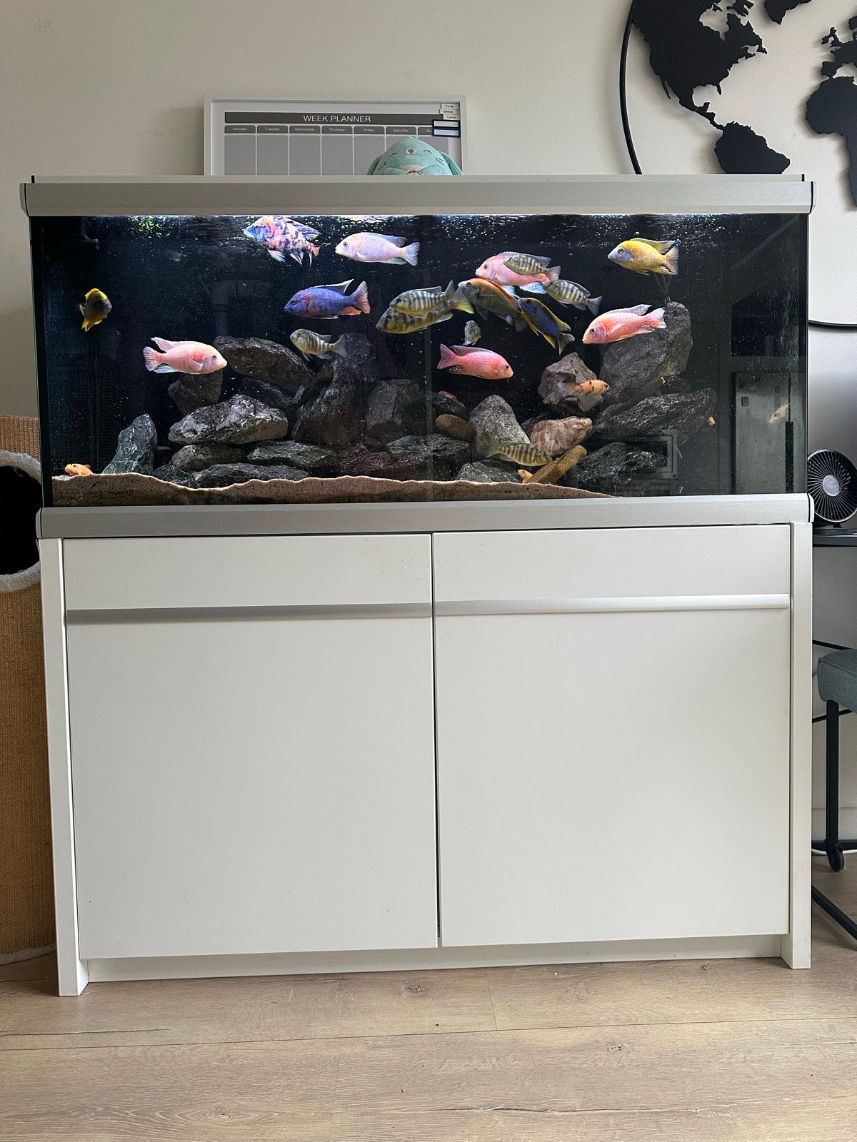 Malawi aquarium 360 liter. 10mm glas zoet water, Vis