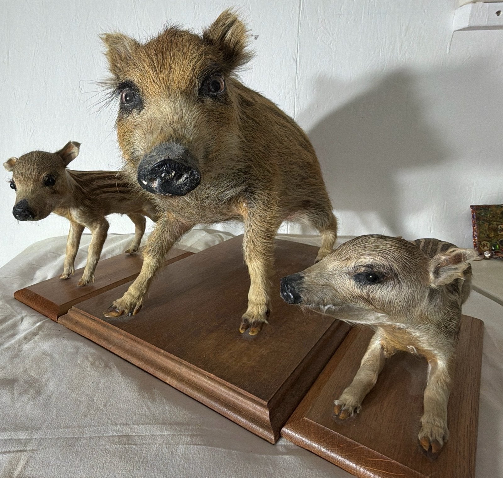 Verzameling opgezette wilde zwijnen familie, Verzamelen, Ophalen of Verzenden, Gebruikt, Wild dier, Opgezet dier
