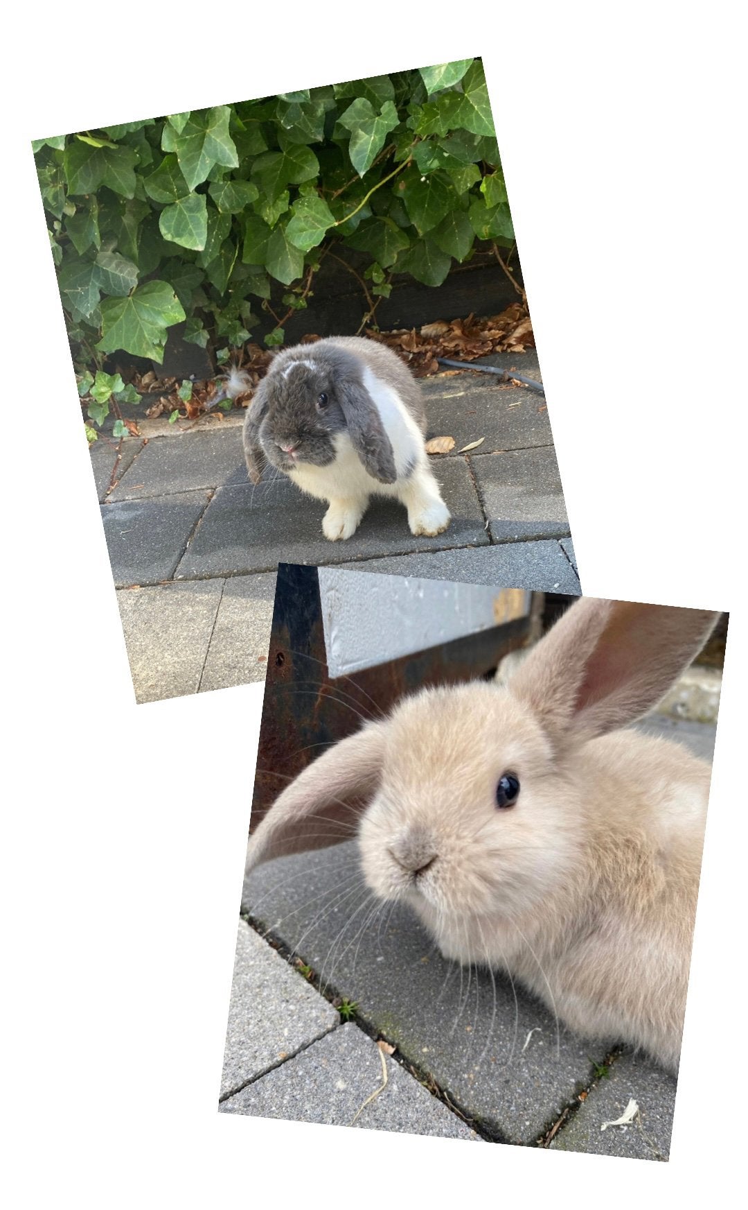 Konijntjes zoeken een gouden mandje, Dieren en Toebehoren, Konijnen, Meerdere dieren, Hangoor