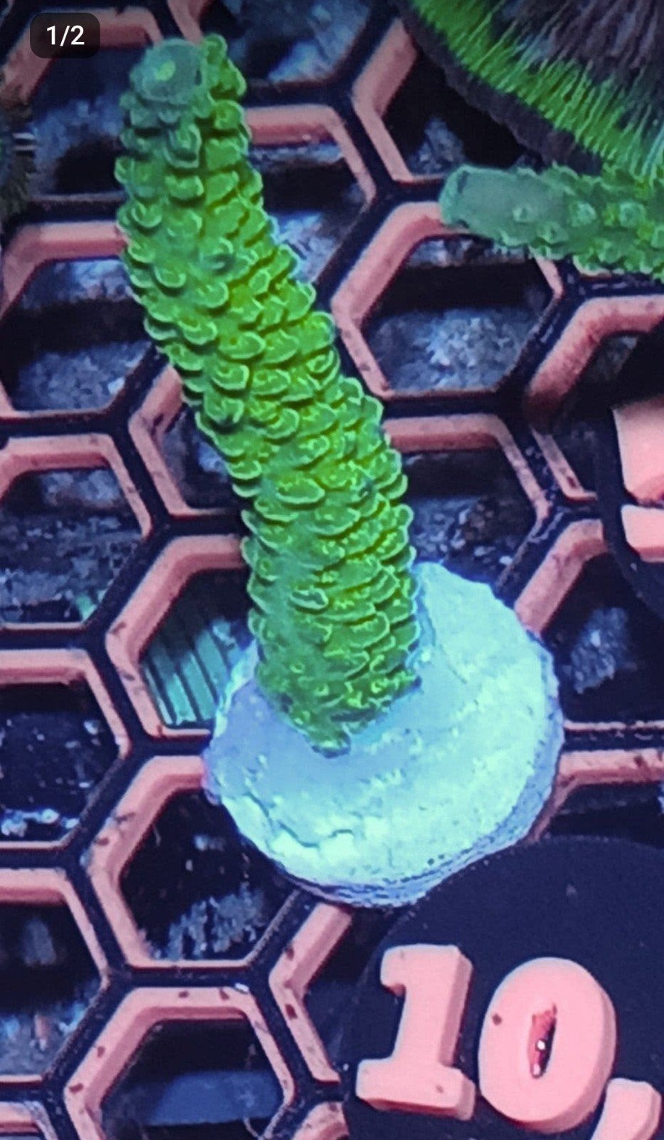 Green slimer acropora, Dieren en Toebehoren, Vissen | Aquariumvissen, Zoutwatervis