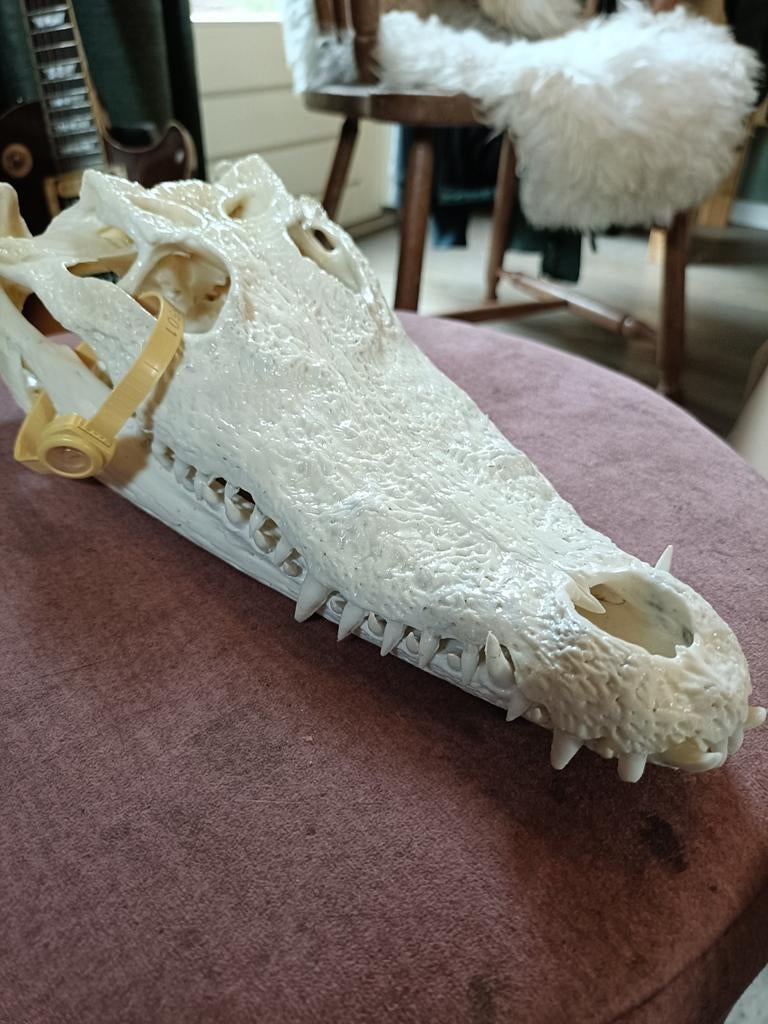 Schedel Siamese Krokodil, Verzamelen, Dierenverzamelingen, Verzenden, Reptiel of Amfibie, Overige typen
