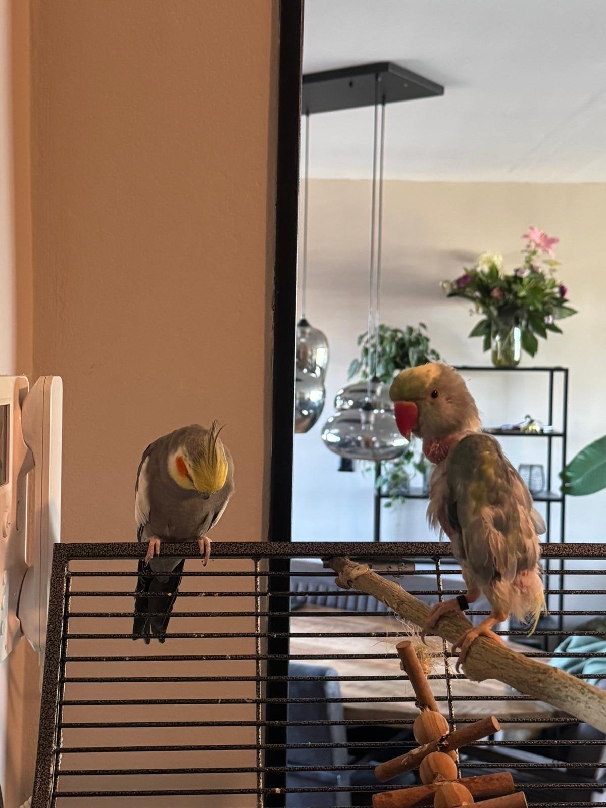 Paco halsbandparkiet zoekt nieuw huisje, Dieren en Toebehoren, Mannelijk, Parkiet, Tam