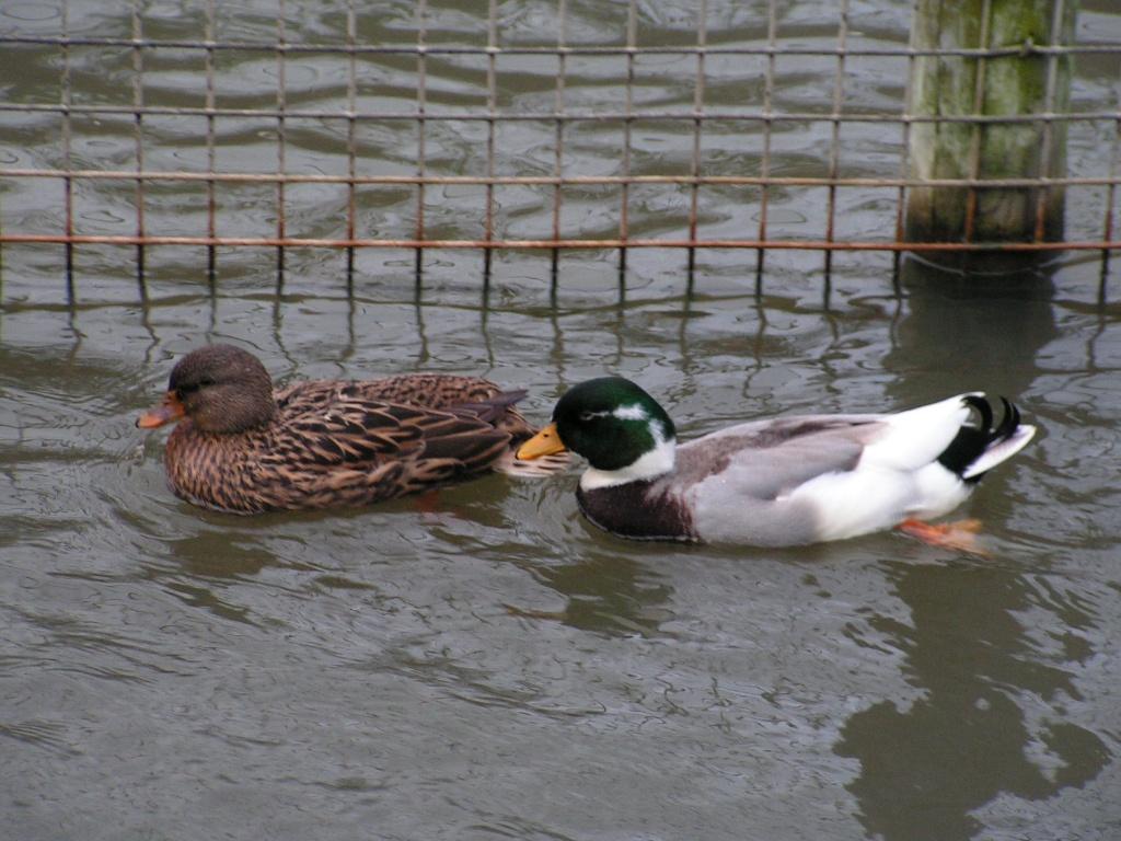 Oud-Hollandse kwaker | Gezonde siereenden | Deskundig advies, Dieren en Toebehoren, Meerdere dieren, Eend