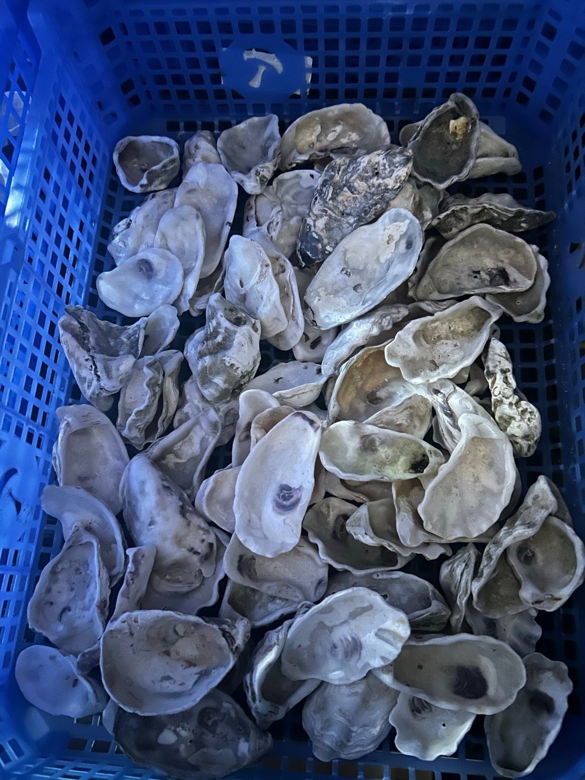 Kistje vol kleine oester schelpjes, Hobby en Vrije tijd, Ophalen of Verzenden