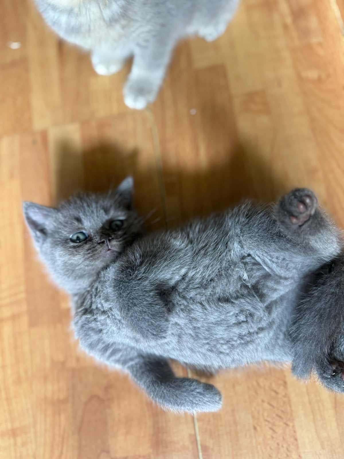 Britse korthaar, Poes, Met stamboom, 0 tot 2 jaar