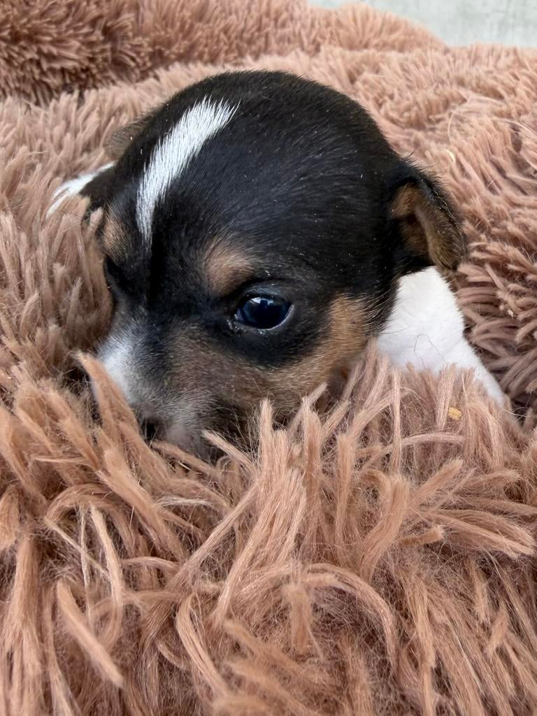 Jack russel, Dieren en Toebehoren, Honden | Jack Russells en Terriërs, België, Particulier, Jack Russell Terriër, 8 tot 15 weken