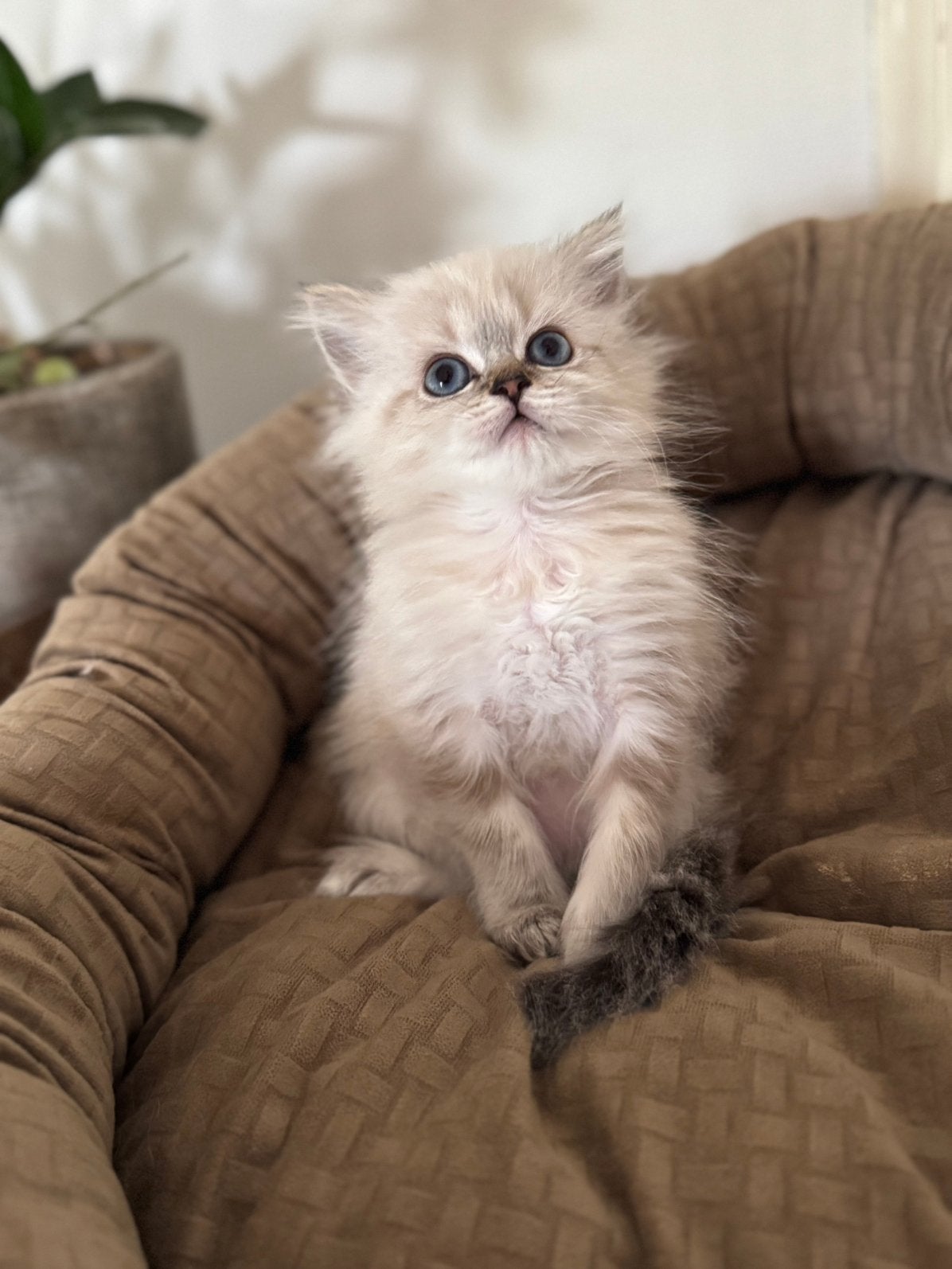 Ragdoll x Pers Kittens, Dieren en Toebehoren, Katten en Kittens | Raskatten | Langhaar, Meerdere dieren, Ontwormd
