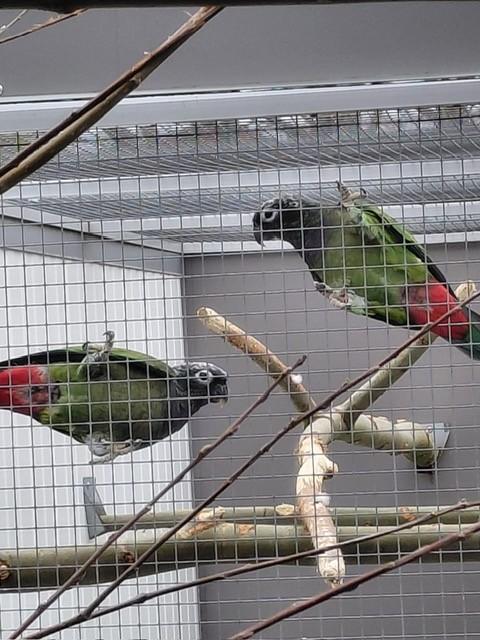 0-1 Roodstuit-papegaai//Pionus en nog ..., Vrouwelijk, Papegaai, Geringd