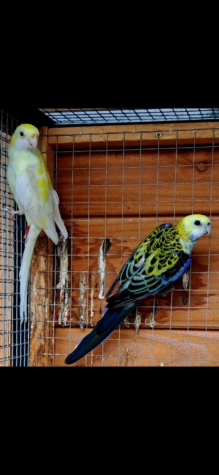 Bleekkop rosella kweekkoppel 2022, Meerdere dieren, Parkiet, Geringd