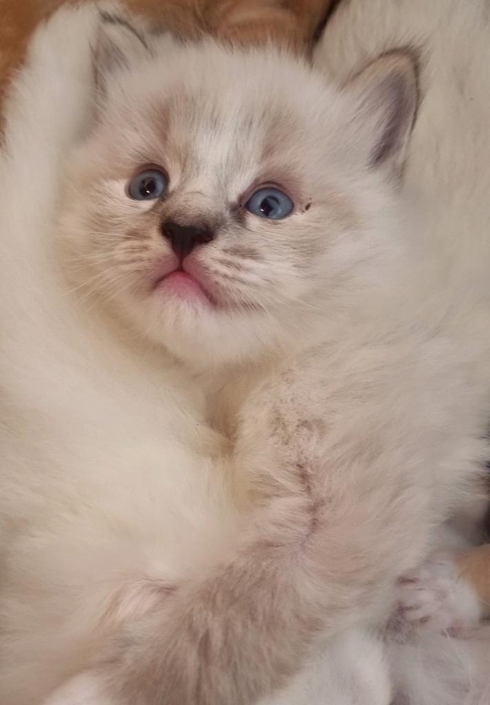 Prachtig nestje ragdoll kittens, Dieren en Toebehoren, Katten en Kittens | Raskatten | Langhaar, Meerdere dieren, 0 tot 2 jaar