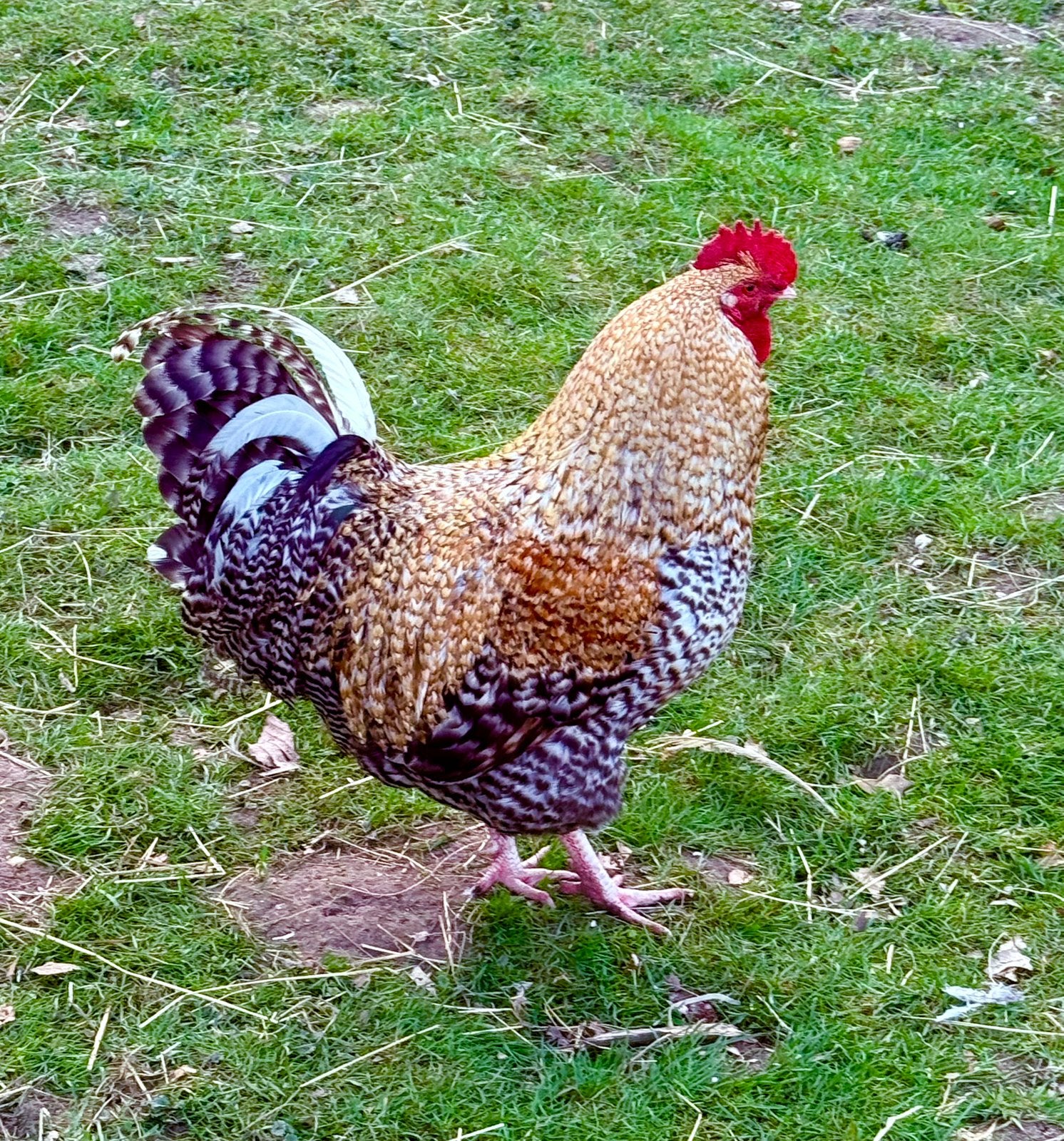 Lieve haan, Dieren en Toebehoren, Mannelijk, Kip