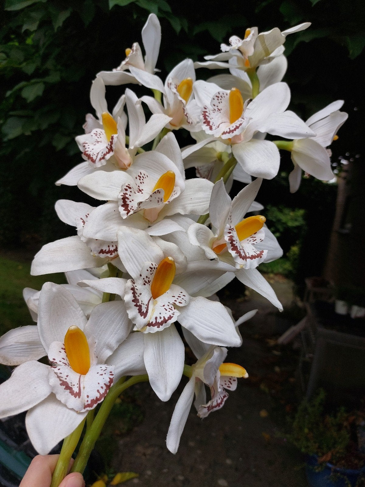 Kunst Orchideeën - Realistische Witte Cymbidium Stelen, Ophalen of Verzenden