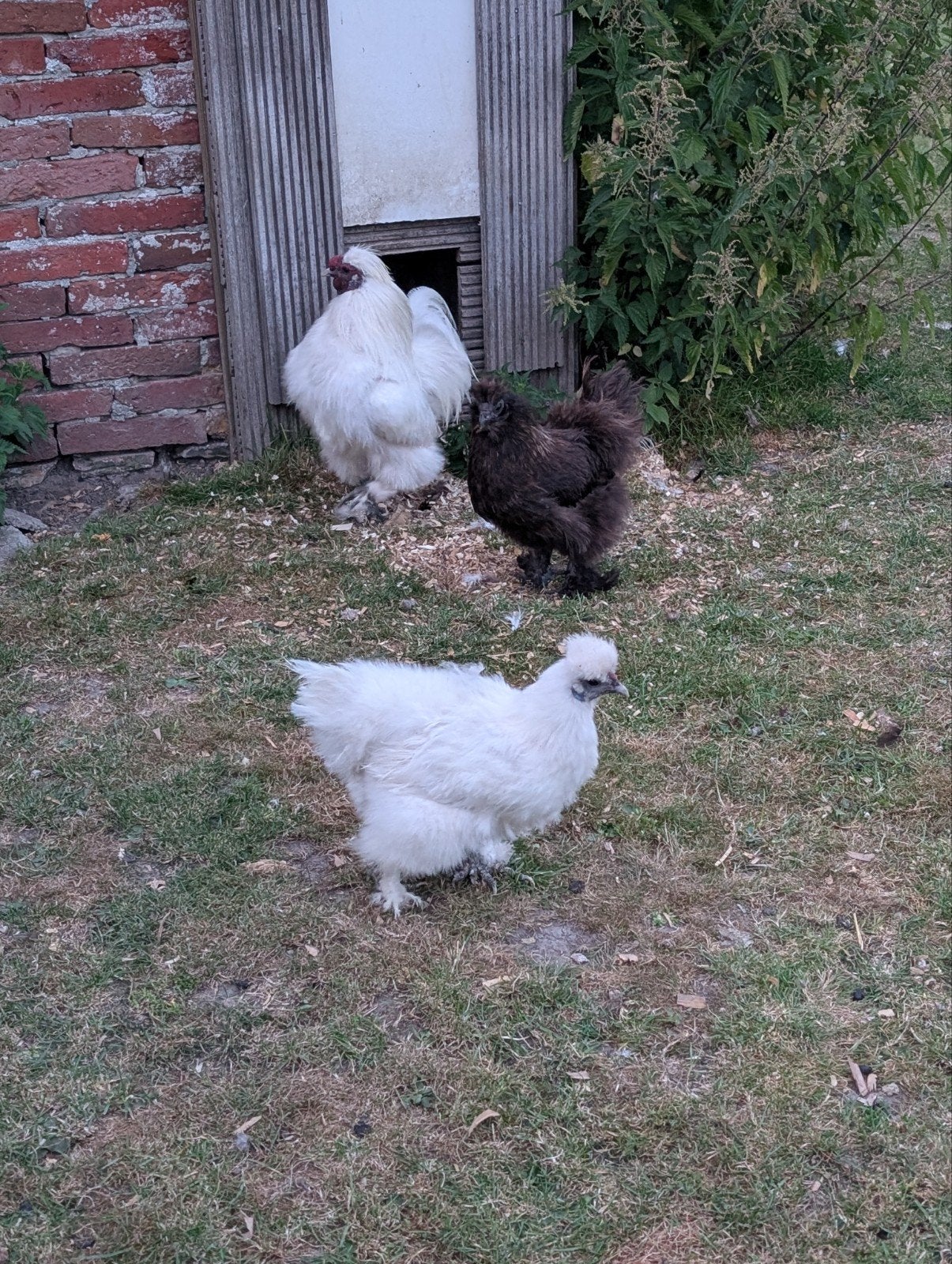 Prachtige zijndehoenders te koop. Hen en haan in zwart/wit