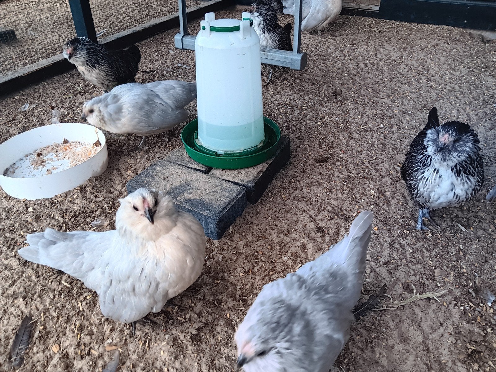 Antwerpse baardkrielen, Meerdere dieren, Kip