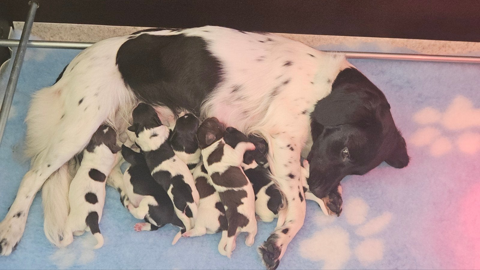 friesse stabij puppy's, Dieren en Toebehoren, 8 tot 15 weken, Meerdere, Meerdere dieren, CDV (hondenziekte)