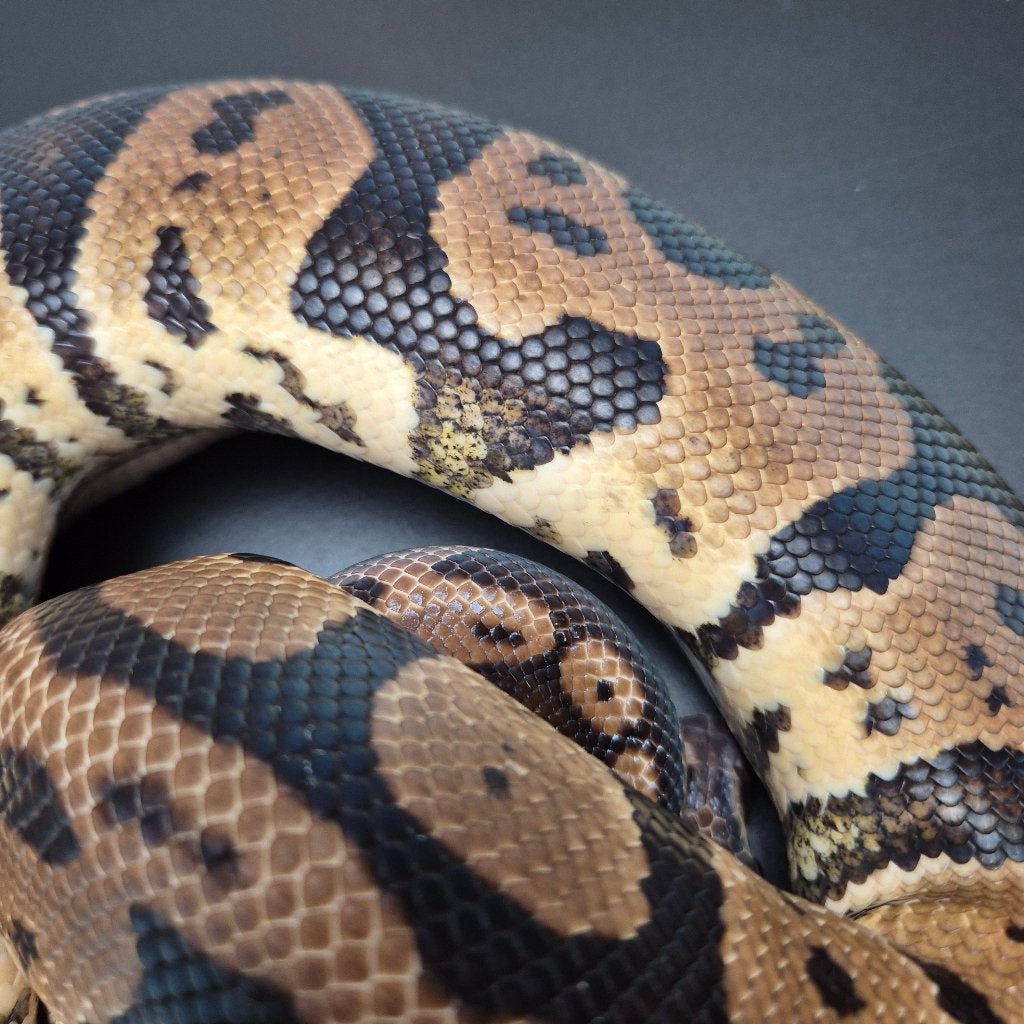 pastel confusion p. regius. Ball Python photo 3
