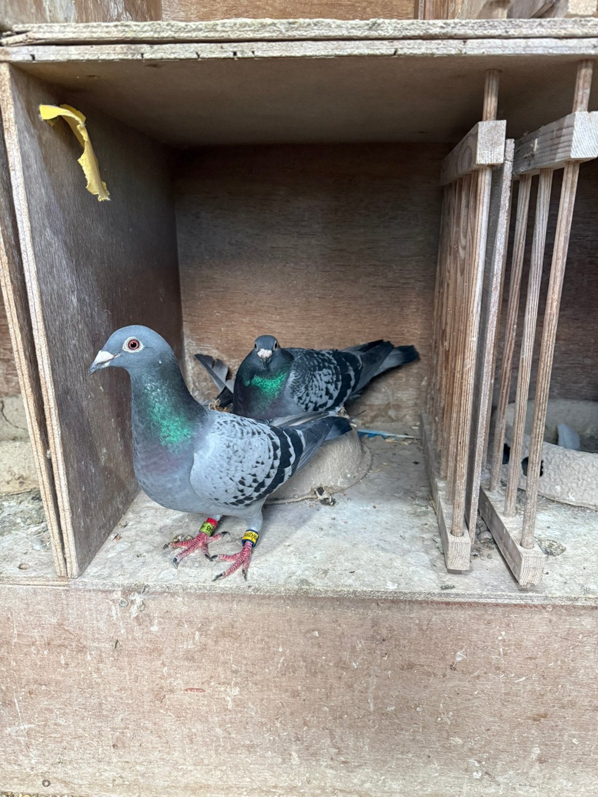 Jong duiven, Meerdere dieren, Postduif