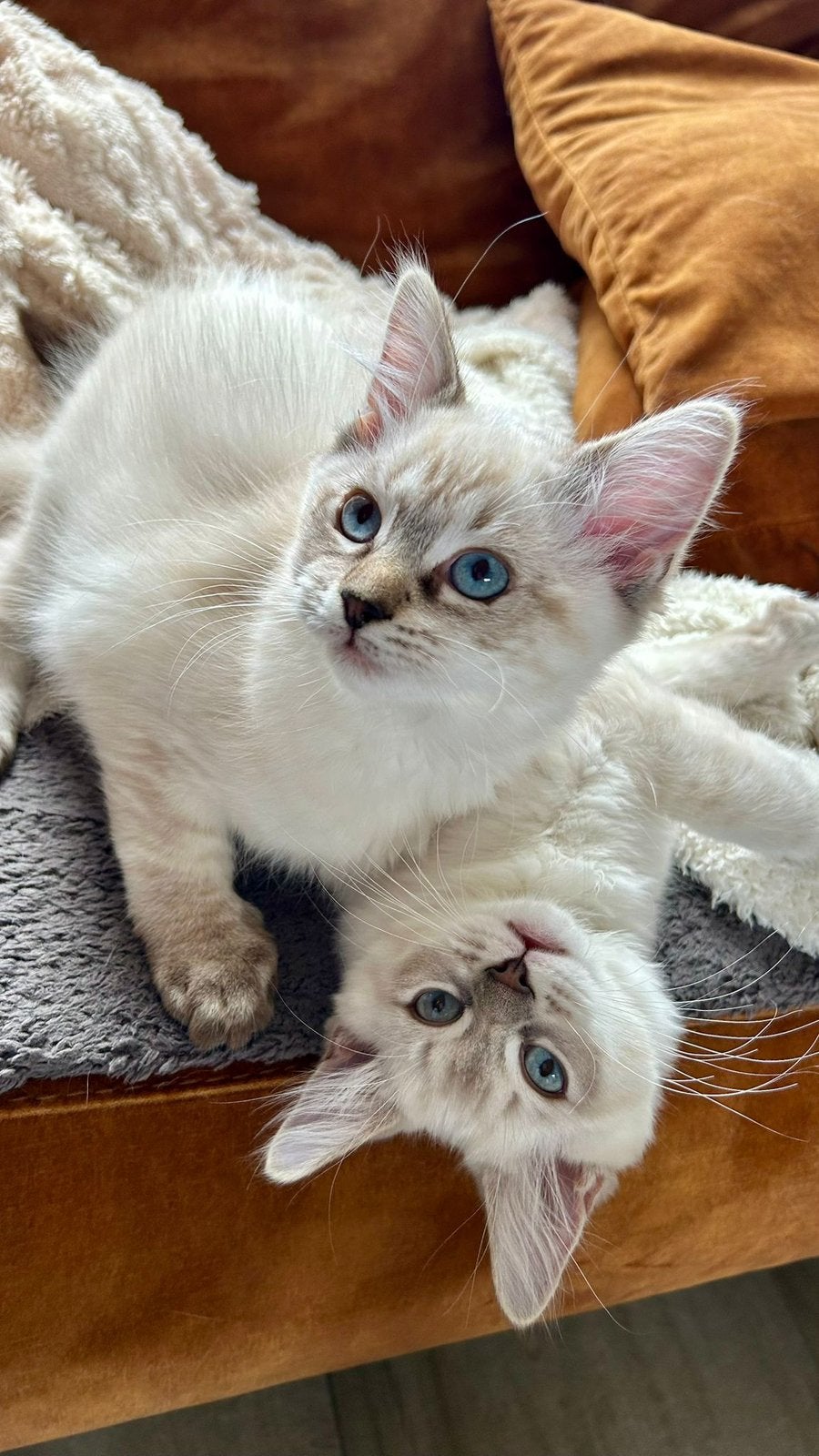 Prachtige Raszuivere Aanhankelijke Ragdoll Kittens, Meerdere dieren, Met stamboom