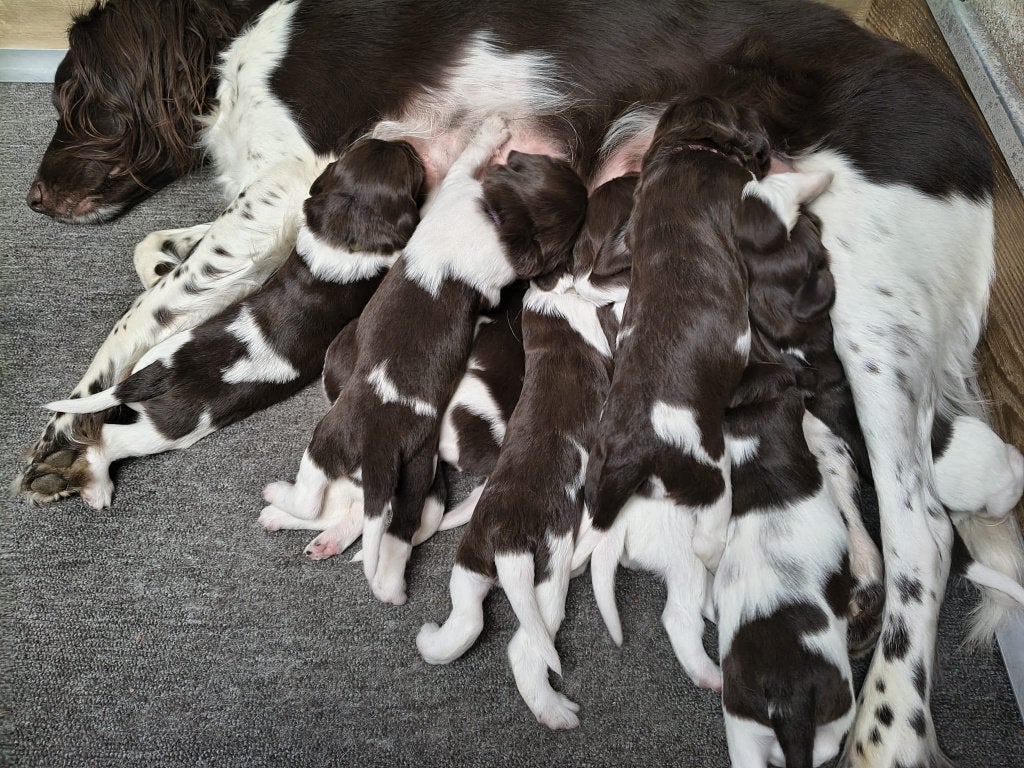 Te koop Heidewachtel pups met stamboom, Parvo, 8 tot 15 weken, Meerdere, Nederland