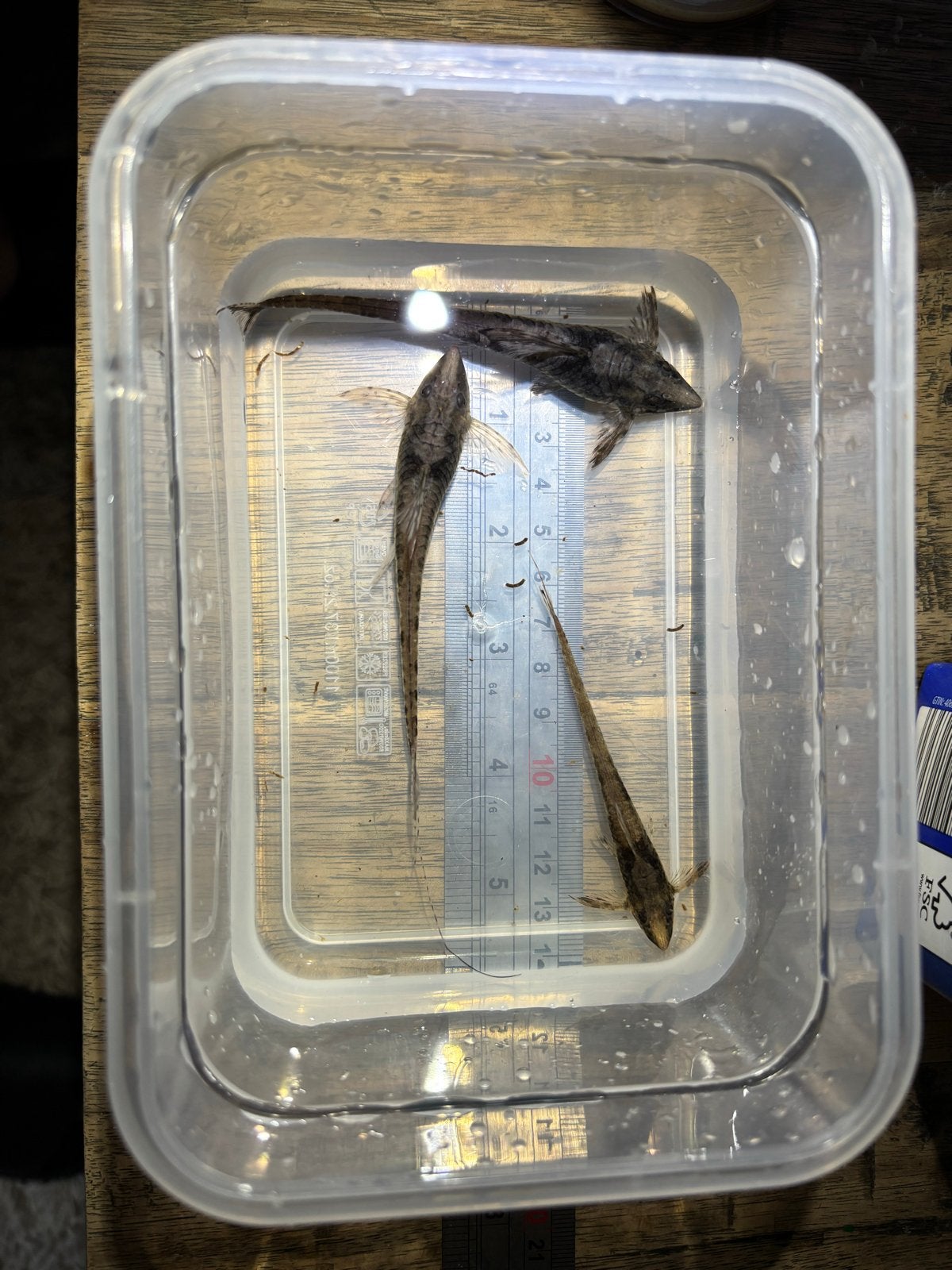Prachtige Sturisoma 3x, Dieren en Toebehoren, Vis