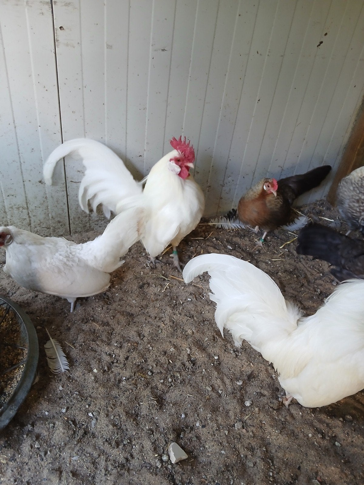 Hollandse kriel wit, Meerdere dieren, Kip