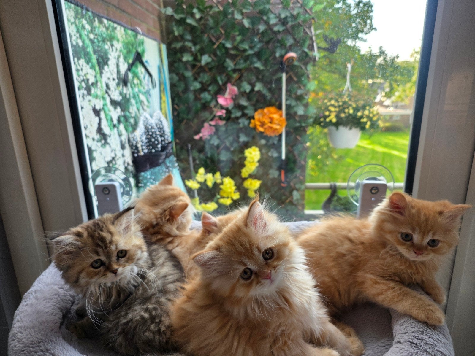 Super mooie tabby Britse langhaar kittens!, Dieren en Toebehoren, Meerdere dieren, Ontwormd, 0 tot 2 jaar