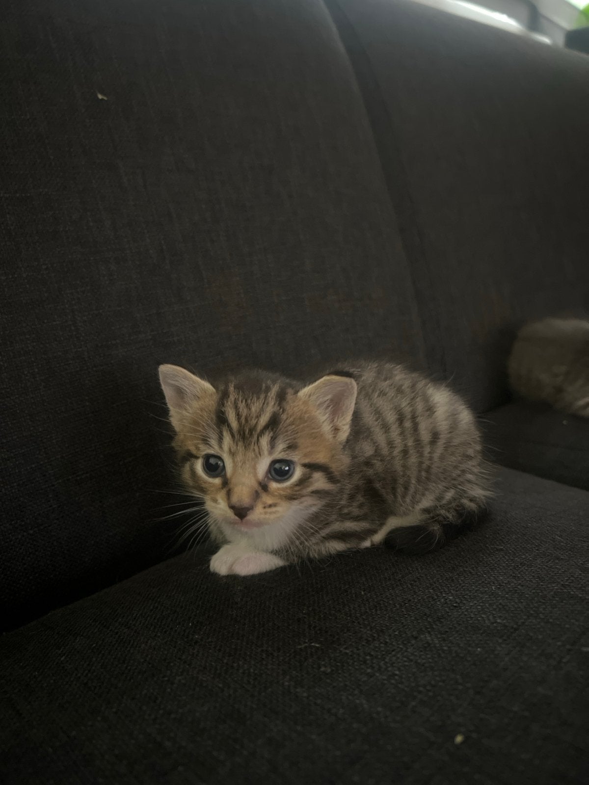 kittens, Geslacht onbekend, Kortharig, 0 tot 2 jaar