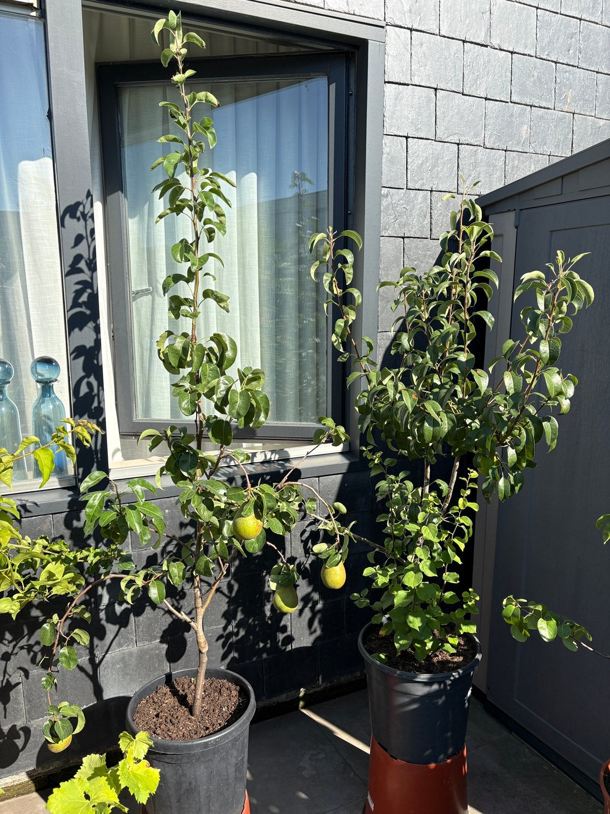 Aangeboden 2 super leuke dwerg peren bomen in pot!!, Tuin en Terras, Planten | Fruitbomen, Ophalen, Lente, Volle zon, In pot