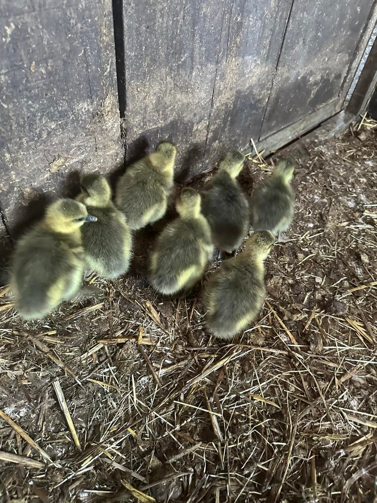 7 ganzen kuikens te koop, Meerdere dieren, Gans of Zwaan