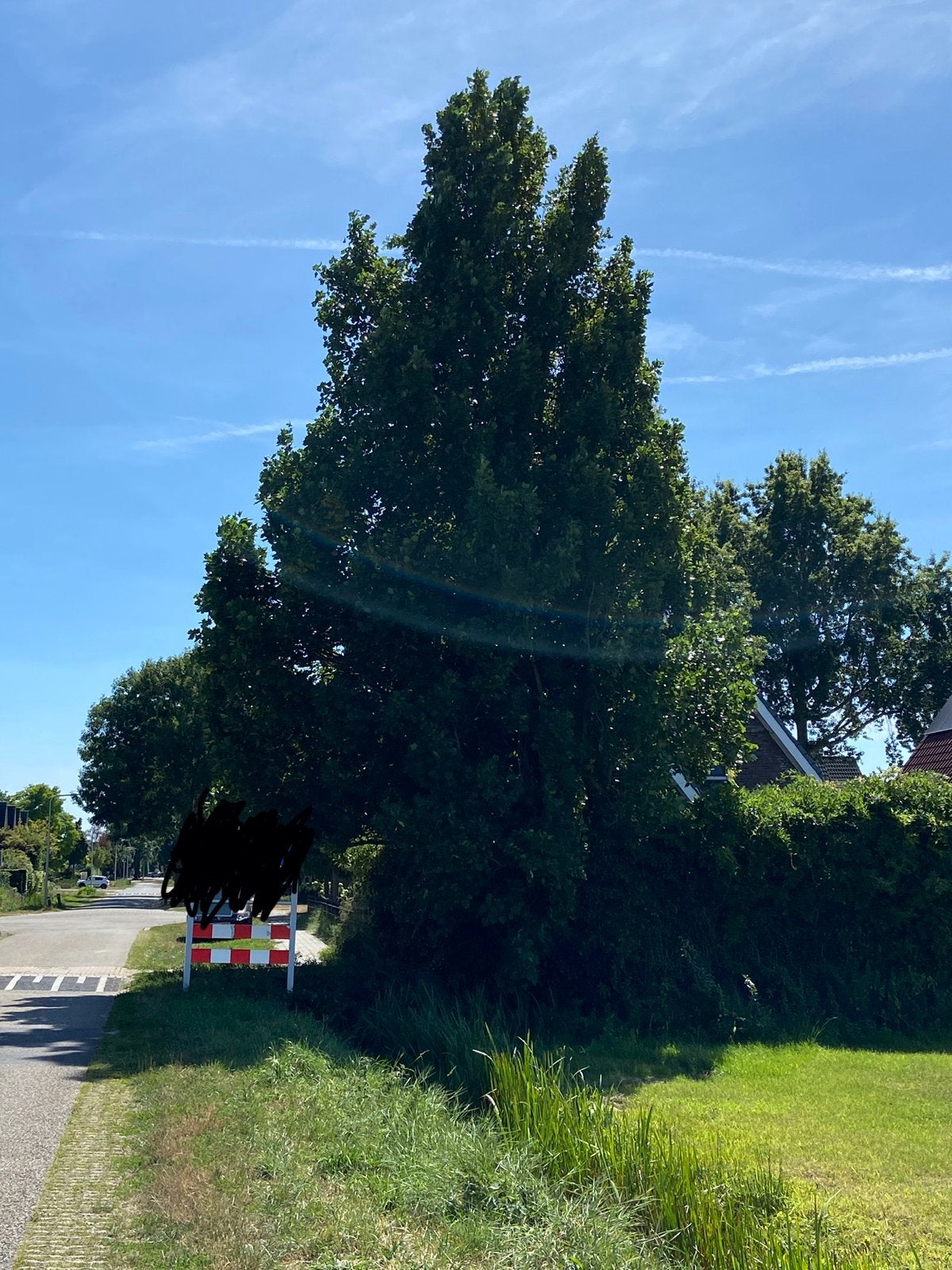 Grote Tulpenboom voor hout, moet gekapt worden, Overige soorten, Zomer, 400 cm of meer, Ophalen