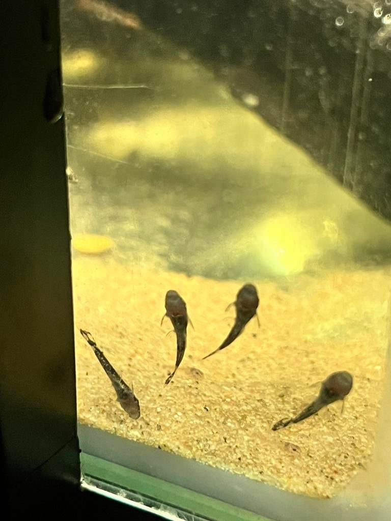 Algeneters, Dieren en Toebehoren, Vissen | Aquariumvissen, Vis