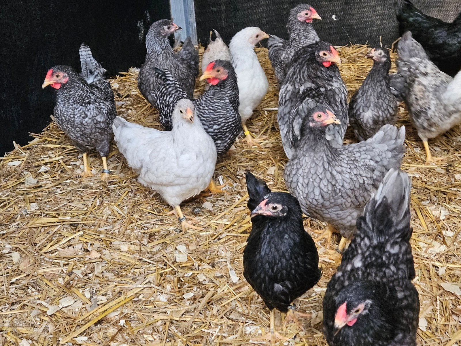 wyandotte krielen blauw vaalwit en zwart, Meerdere dieren, Kip