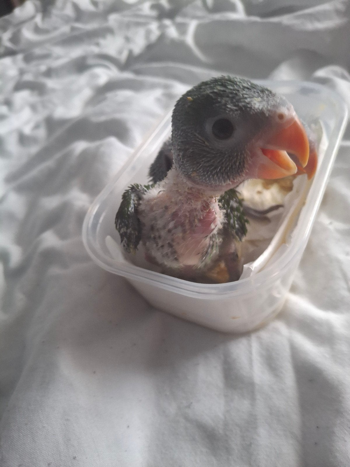 Handtamme babys rozeborstparkieten, Meerdere dieren, Geringd