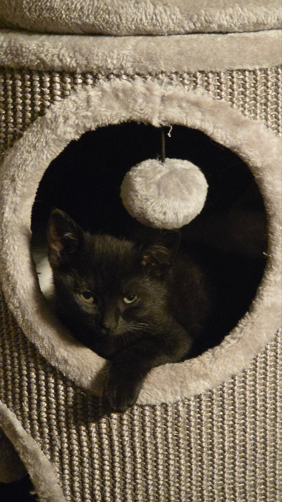 Kittens, Dieren en Toebehoren, Katten en Kittens | Overige Katten, Meerdere dieren