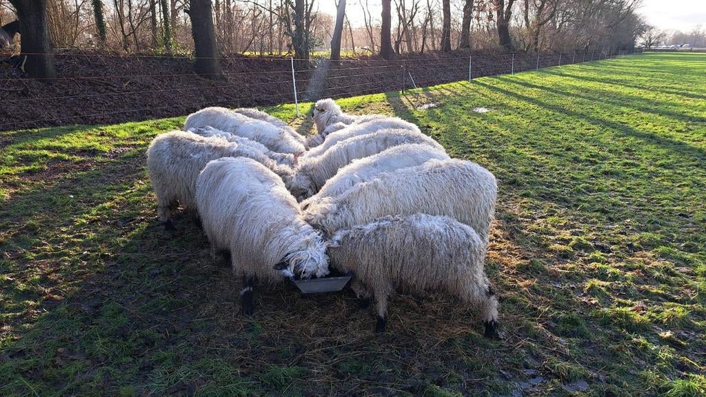 Schwarznase schapenwol, Meerdere dieren, Schaap