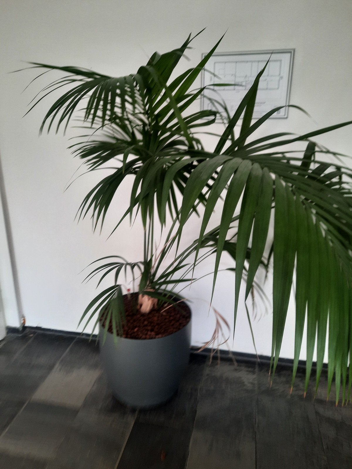 2 kantoor planten en extra pot, Ophalen, Overige soorten, Volle zon