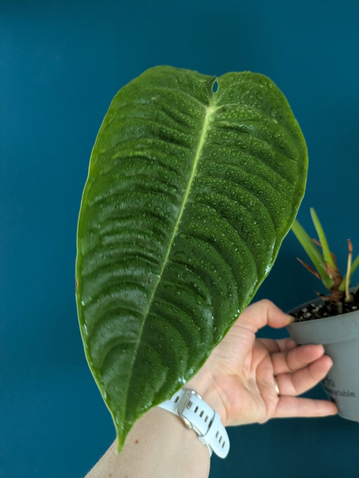 Anthurium Veitchii plantje, Ophalen of Verzenden, Halfschaduw, Minder dan 100 cm