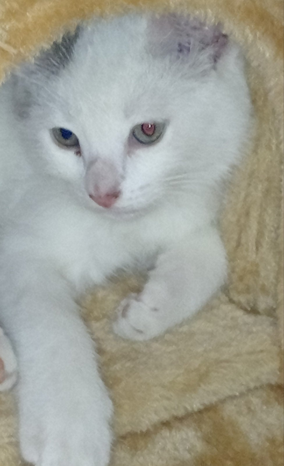 Super lieve aanhankelijke kitten katertje van 12 weken, Dieren en Toebehoren, Katten en Kittens | Overige Katten, Kater, Kortharig