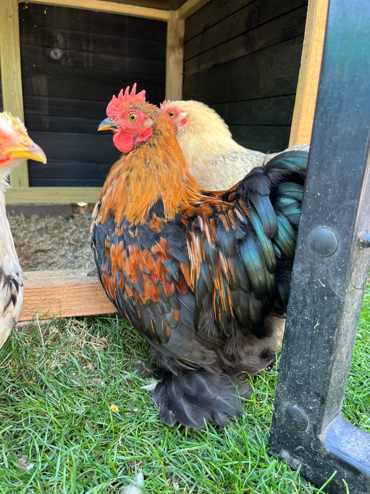 Cochin kriel haan, mooi zwart/bruin, Mannelijk, Kip